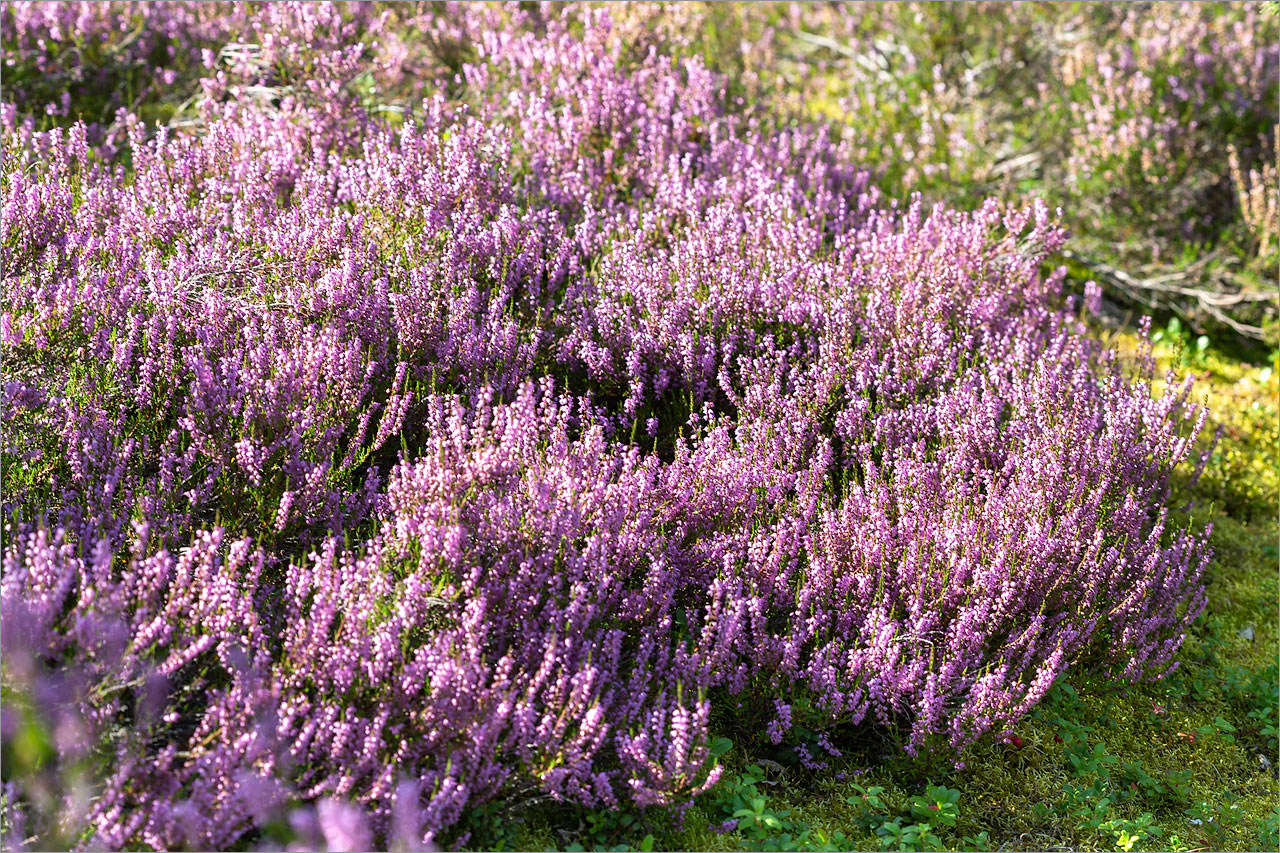 Image of Calluna vulgaris specimen.