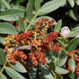 Pistacia lentiscus