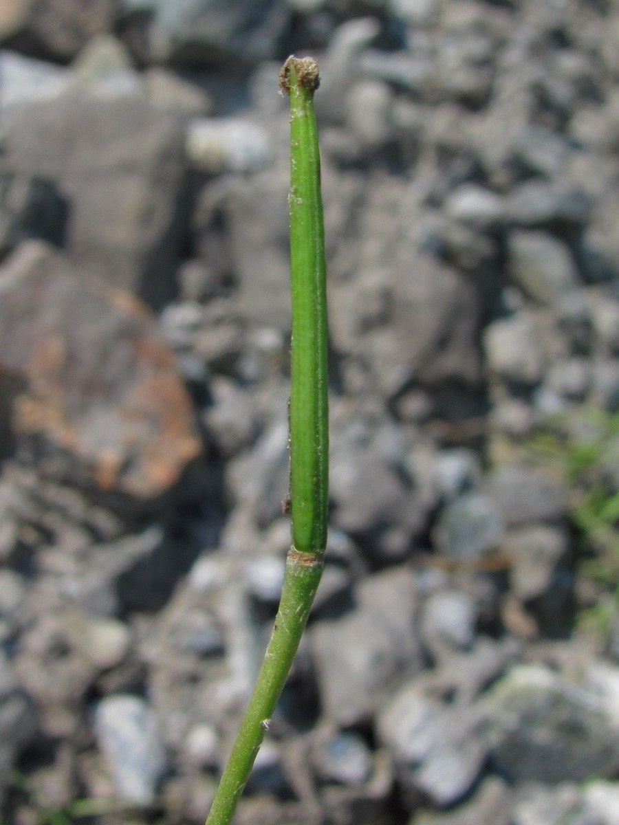 Image of Roemeria refracta specimen.