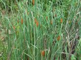 Typha laxmannii