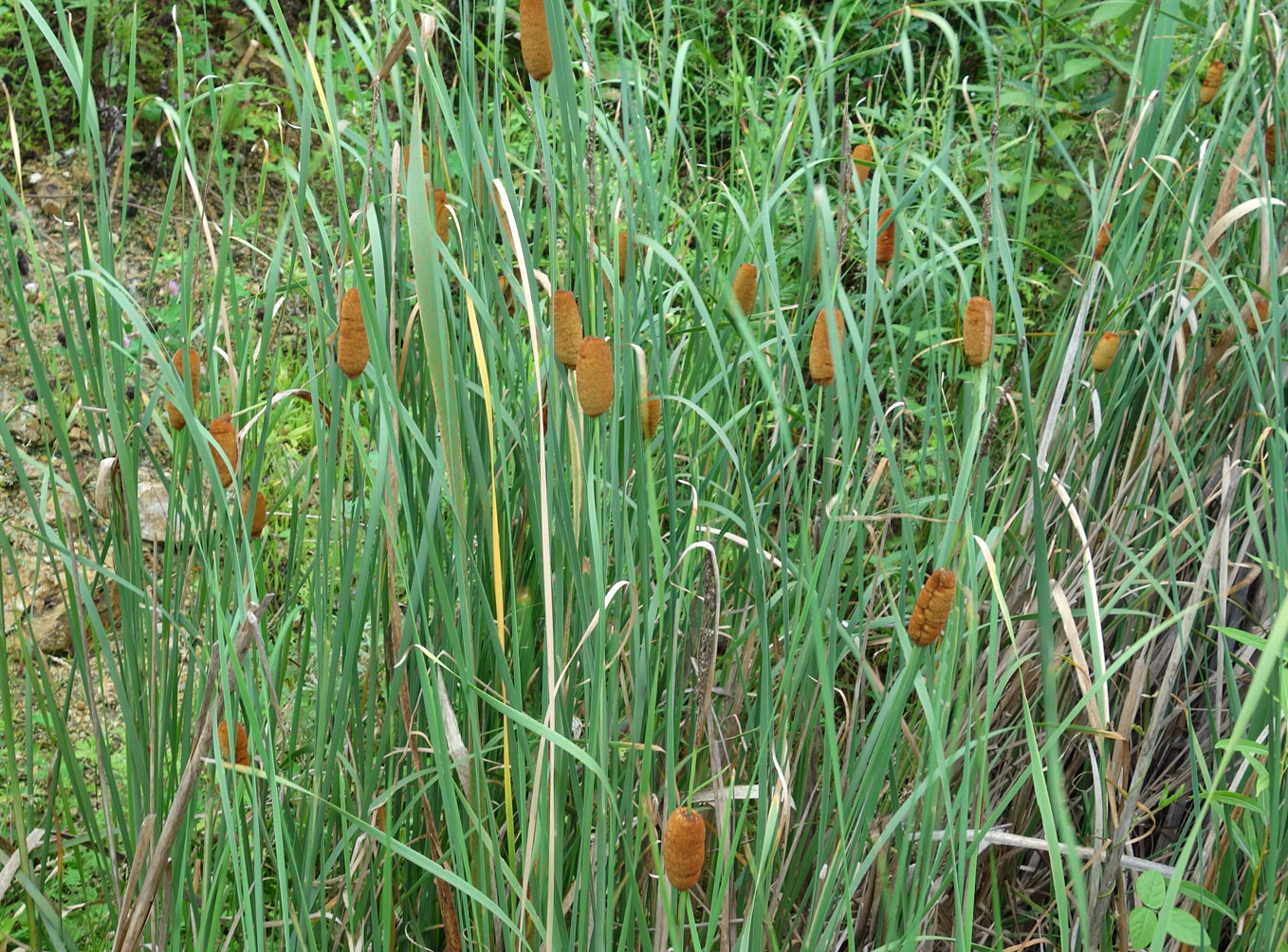 Image of Typha laxmannii specimen.