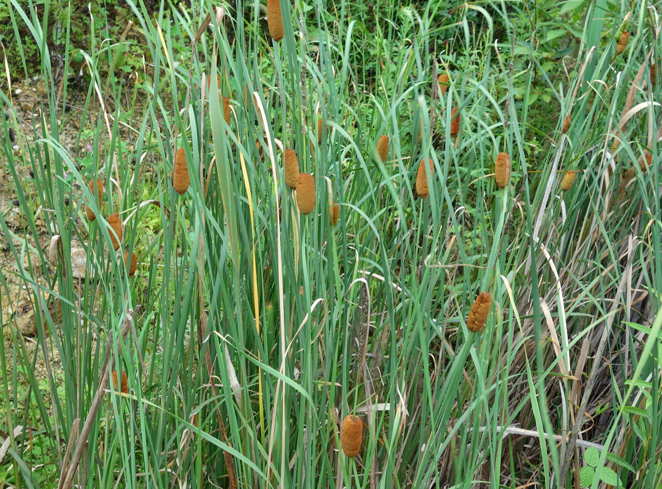 Изображение особи Typha laxmannii.