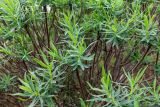 Euphorbia dendroides
