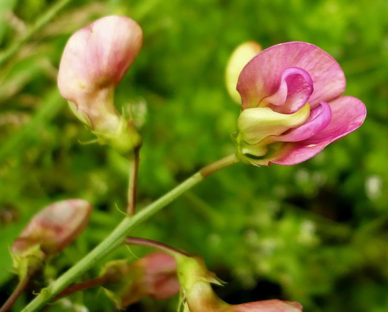 Изображение особи Lathyrus sylvestris.