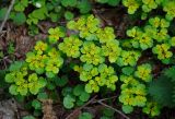 Chrysosplenium alternifolium. Верхушки цветущих растений. Новгородская обл., оз. Валдай, о-в Сельвицкий, опушка смешанного леса. 12.05.2019.