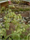 Artemisia sieversiana. Верхушка цветущего растения. Чувашия, г. Шумерля. 23 августа 2010 г.