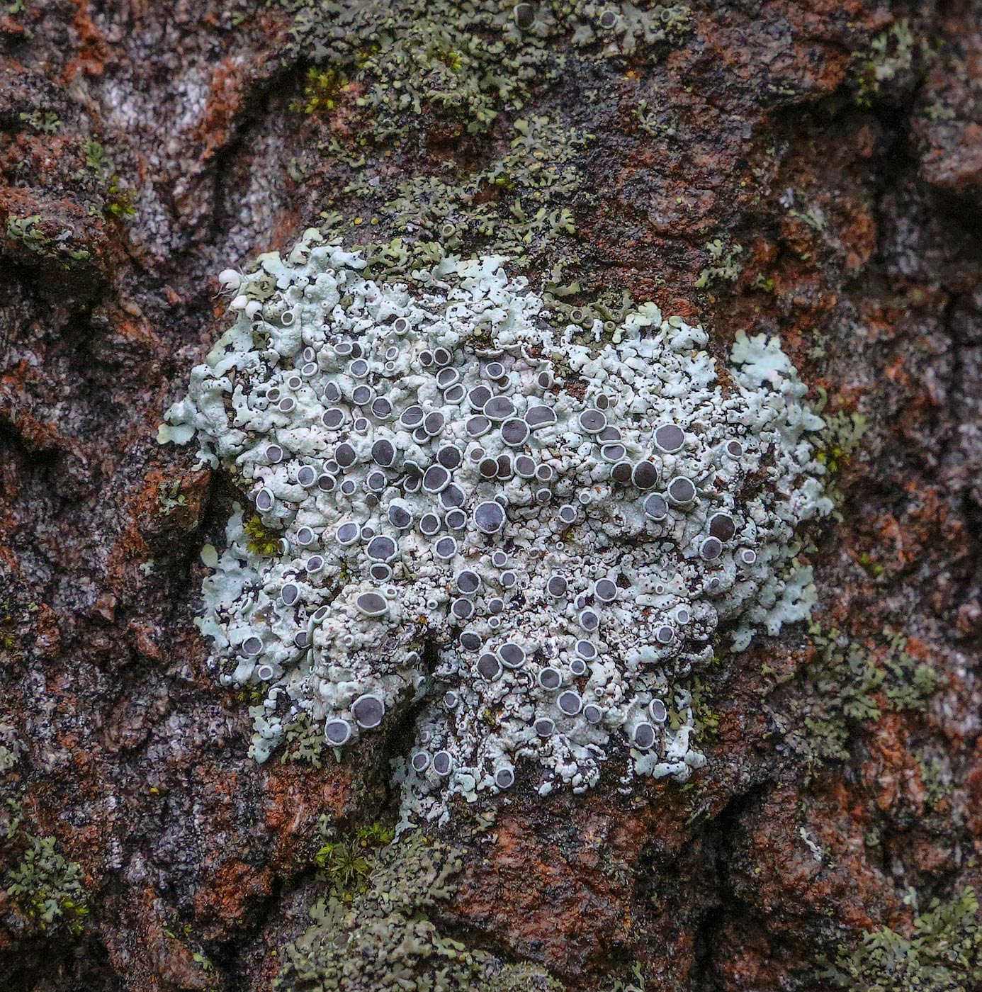 Image of genus Physcia specimen.