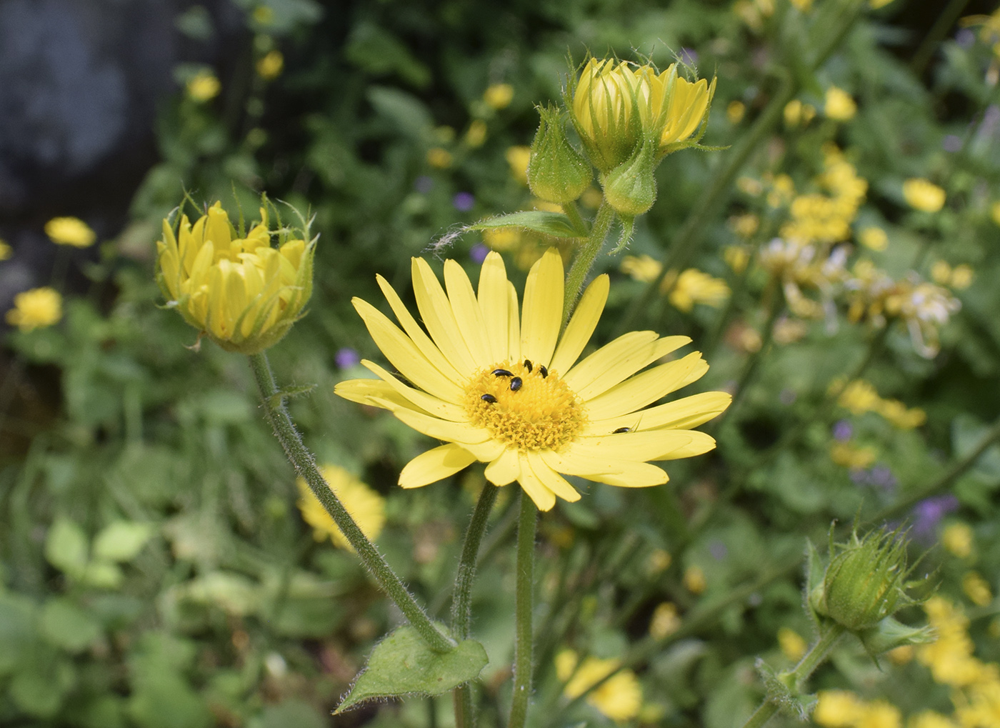 Изображение особи Doronicum pardalianches.