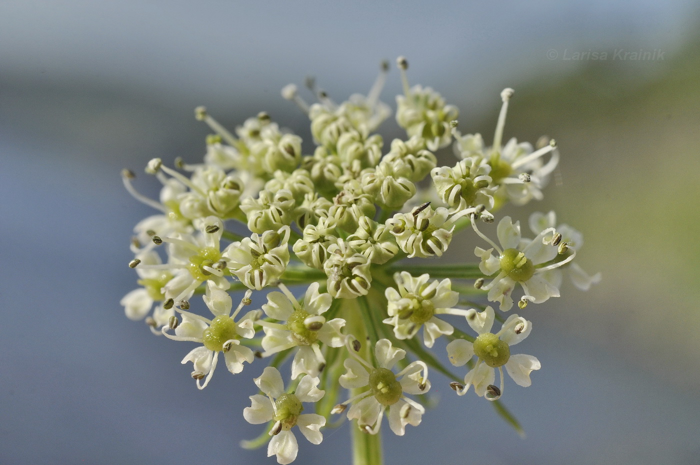 Image of Coelopleurum gmelinii specimen.