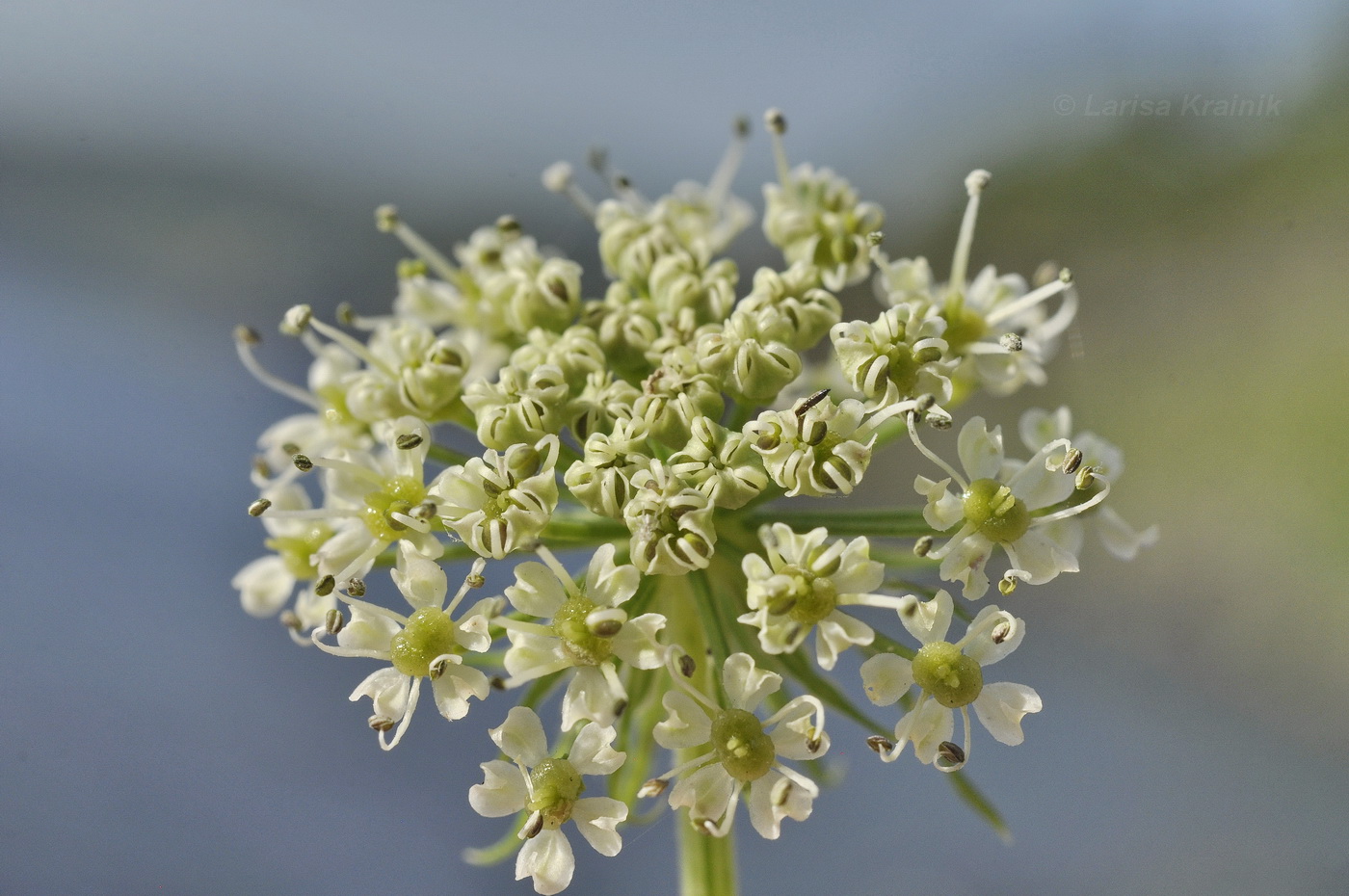 Изображение особи Coelopleurum gmelinii.