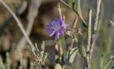 Lactuca tatarica