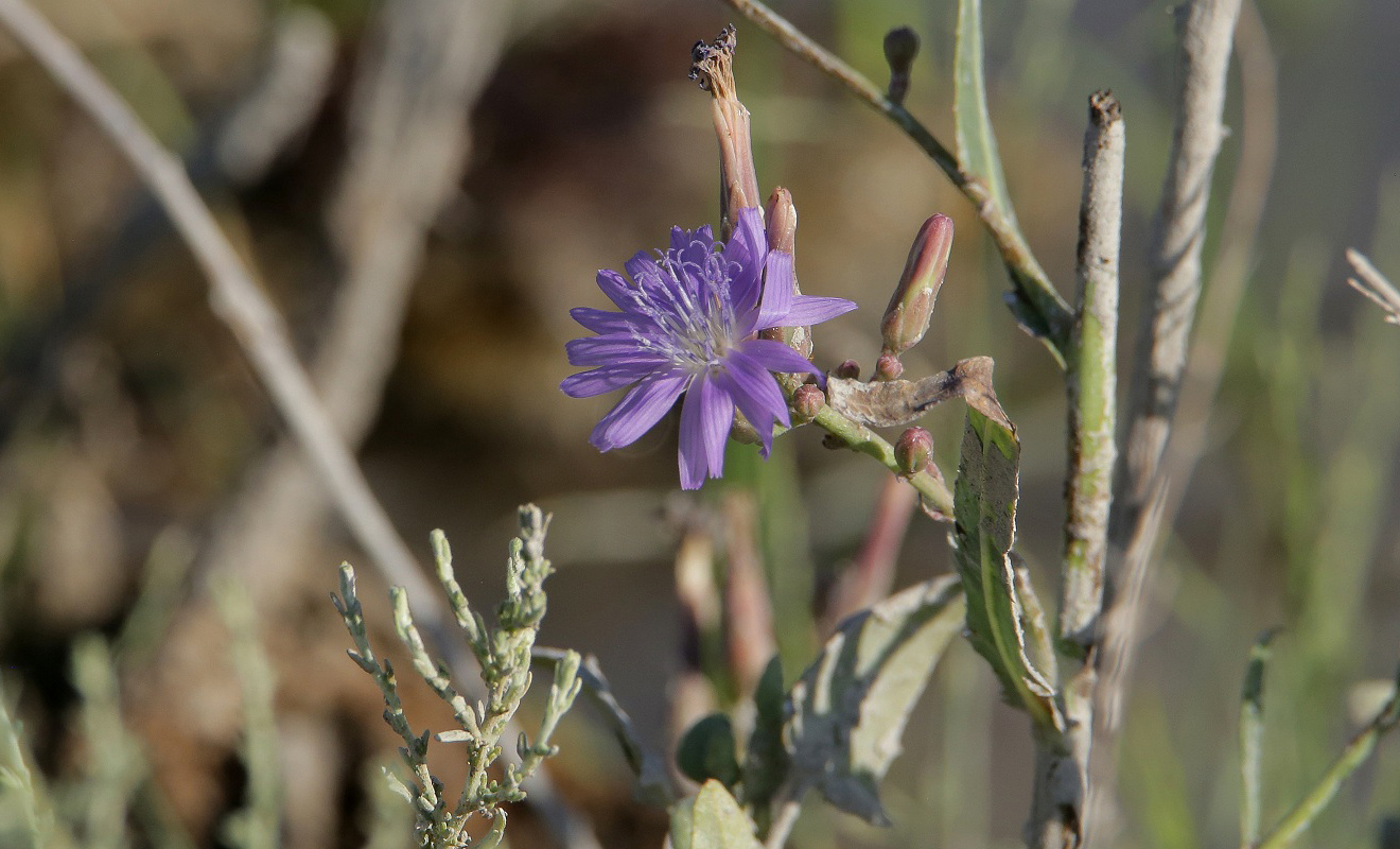 Изображение особи Lactuca tatarica.