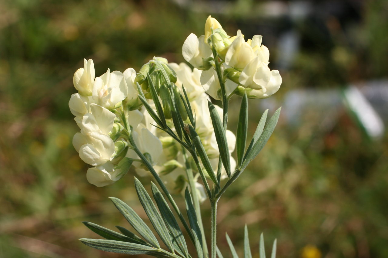 Изображение особи Lathyrus pancicii.