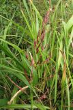Sorghum halepense. Соцветие и листья (на заднем плане). Крым, Севастополь, окр. ст. Инкерман-2, обочина дороги. 2 сентября 2010 г.