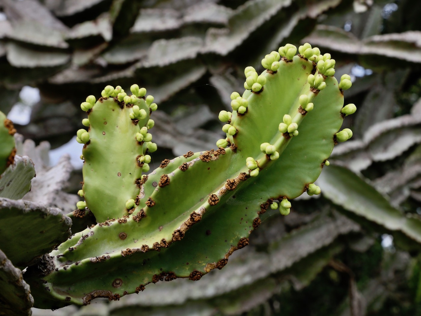 Изображение особи Euphorbia ingens.