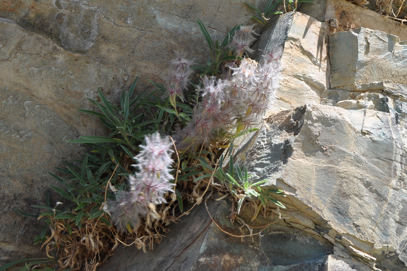 Image of Stachys lavandulifolia specimen.