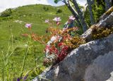 Geranium purpureum. Цветущее растение. Краснодарский край, Апшеронский р-н, гора Черногор, платообразная вершина, ≈ 1750 м н.у.м., в трещине скалы. 27.06.2020.