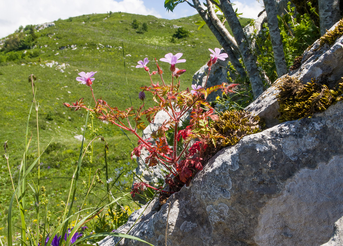 Image of Geranium purpureum specimen.