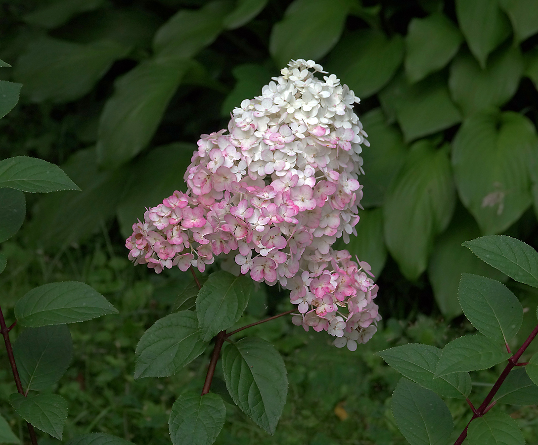 Изображение особи Hydrangea paniculata.