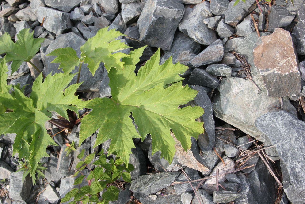 Изображение особи Heracleum dissectum.