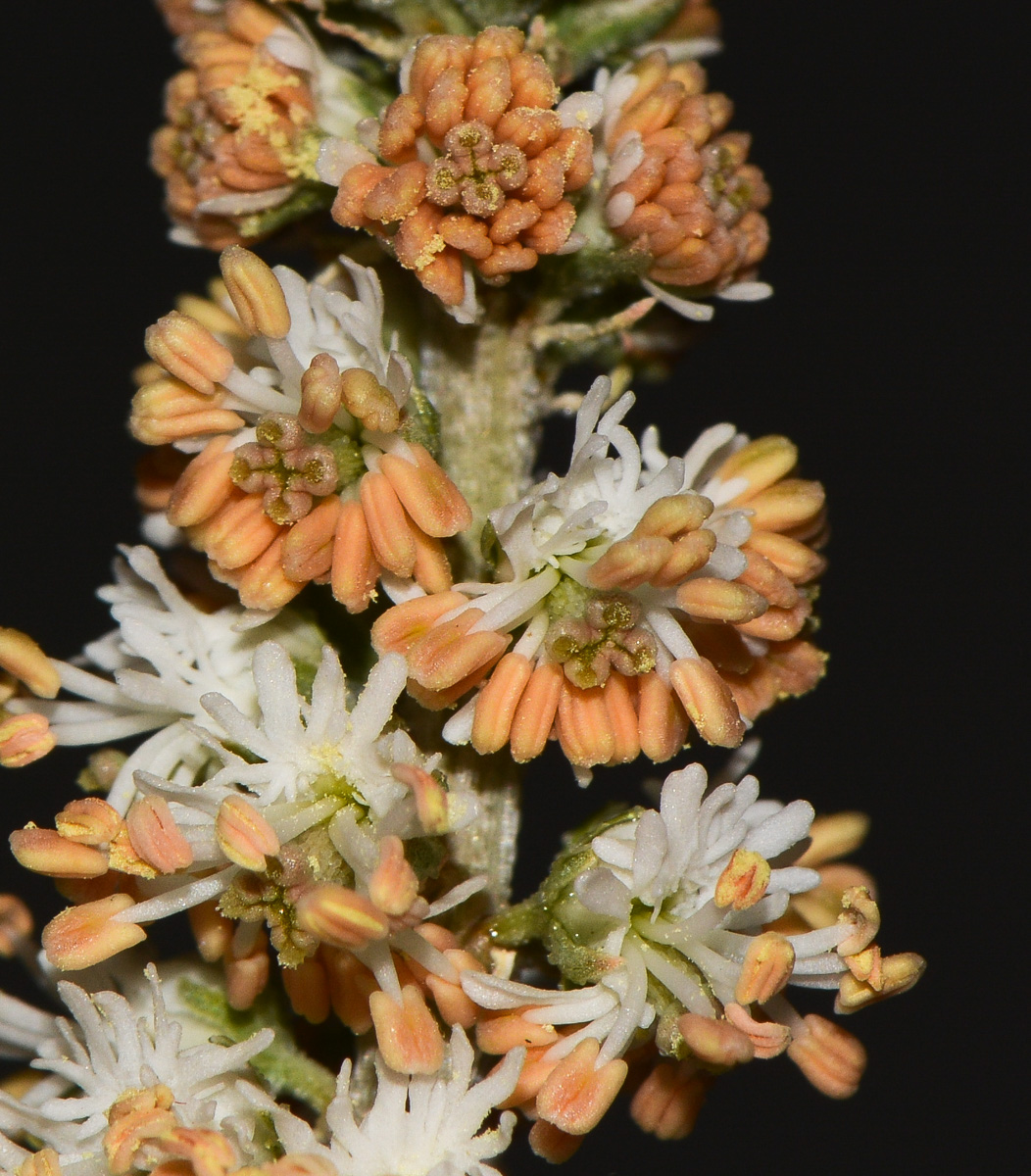 Image of Reseda muricata specimen.