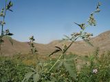 Althaea broussonetiifolia. Верхушка цветущего и плодоносящего растения. Южный Казахстан, Сырдарьинский Каратау, горы Улькунбурултау, ≈ 700 м н.у.м., мезофильное местообитание у солоноватого родника Карабастау. 15 сентября 2020 г.