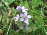 genus Gentianella. Соцветие. Карачаево-Черкесия, Зеленчукский р-н, долина р. Ходюк. 20.08.2010.