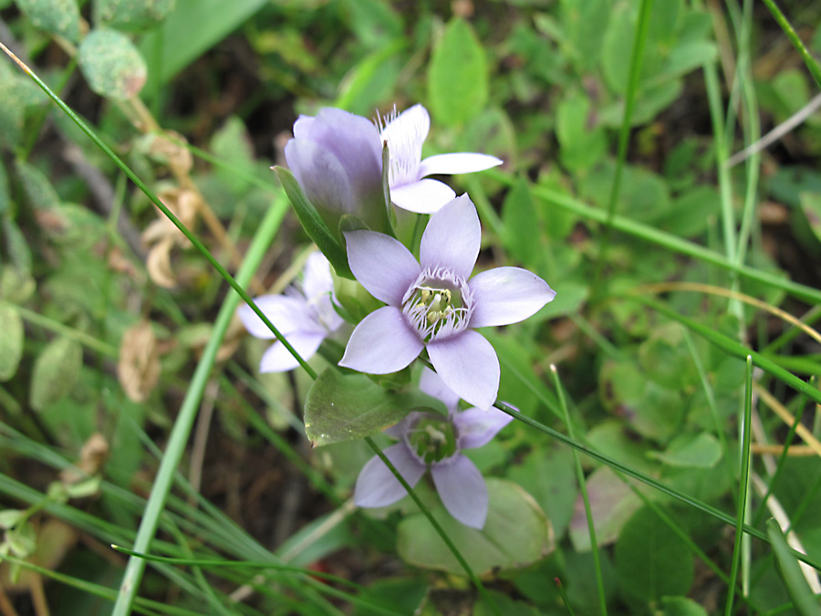 Изображение особи род Gentianella.