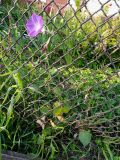 Ipomoea purpurea
