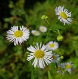 Erigeron annuus