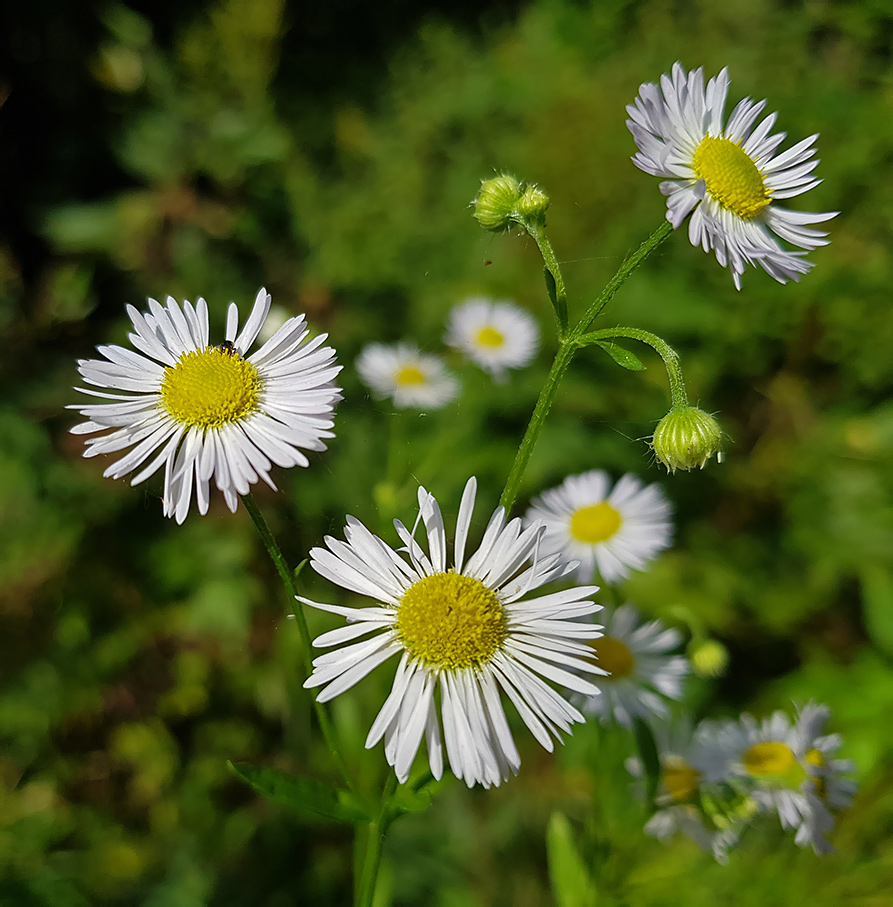 Image of Erigeron annuus specimen.