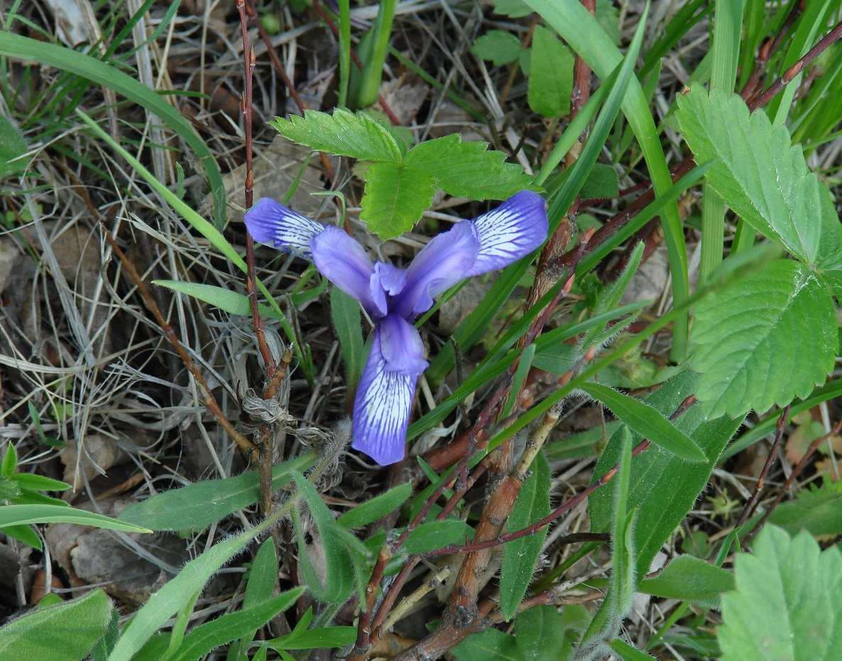 Изображение особи Iris ruthenica.