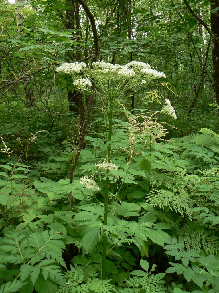 Image of Pleurospermum uralense specimen.