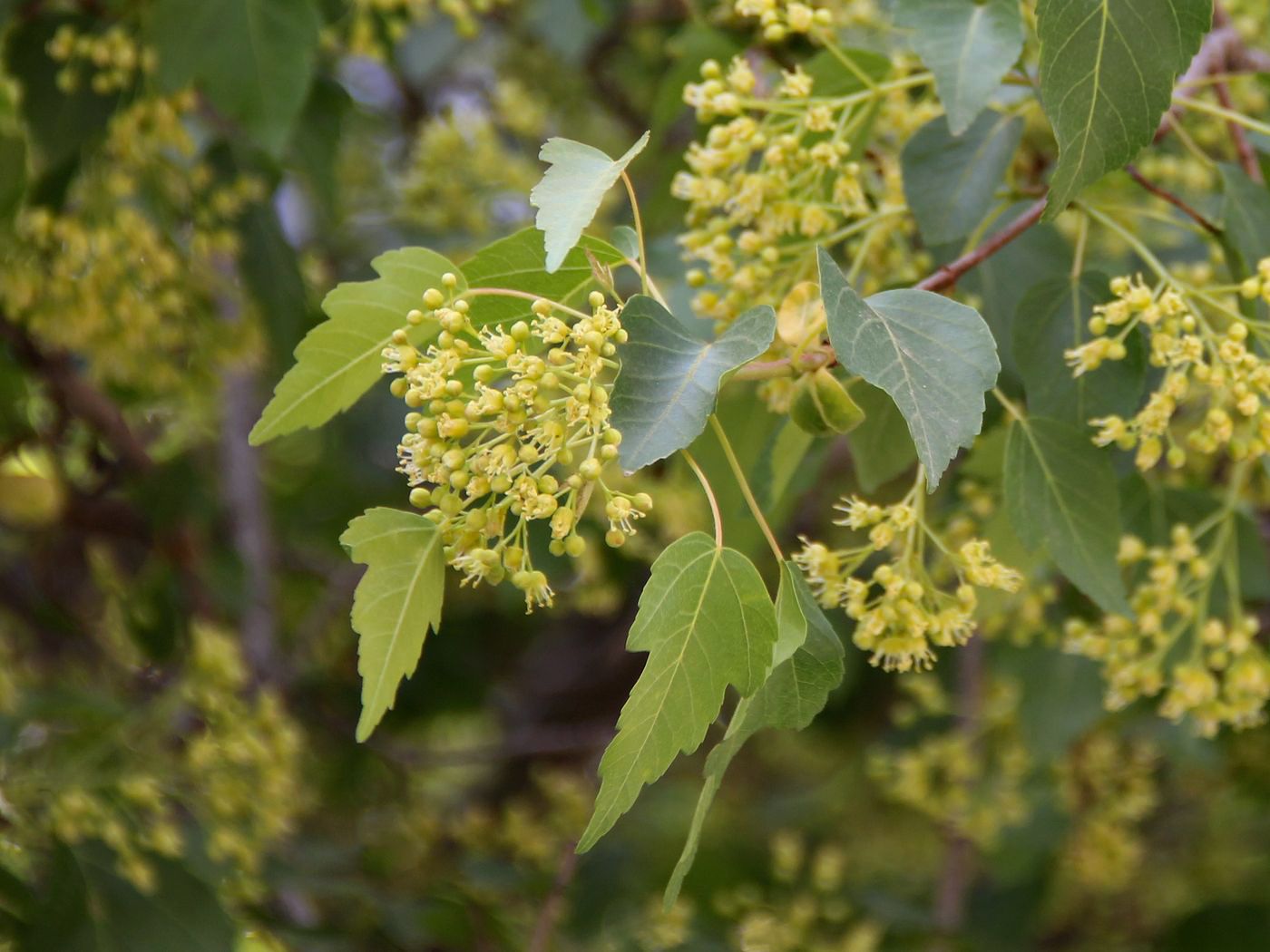 Image of Acer semenovii specimen.