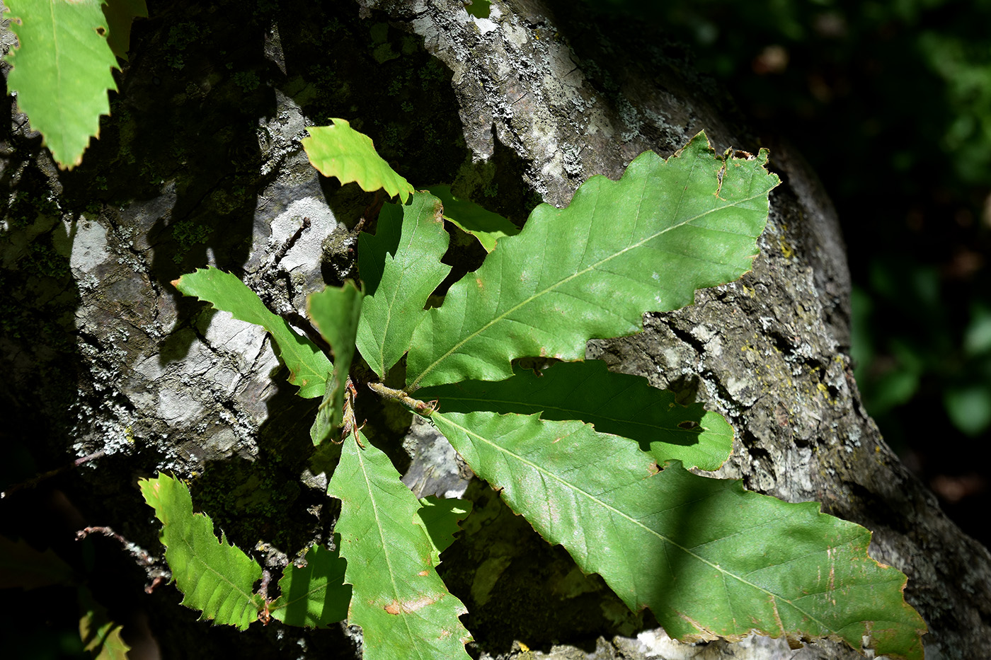 Image of Quercus cerris specimen.