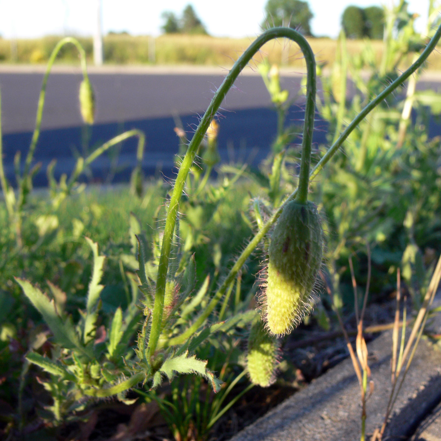 Image of Papaver rhoeas specimen.