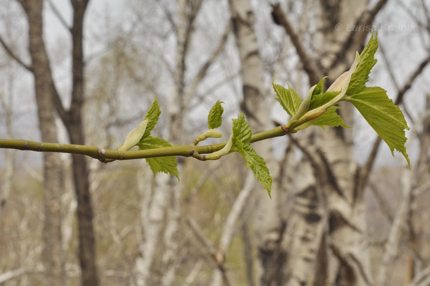 Image of Acer tegmentosum specimen.