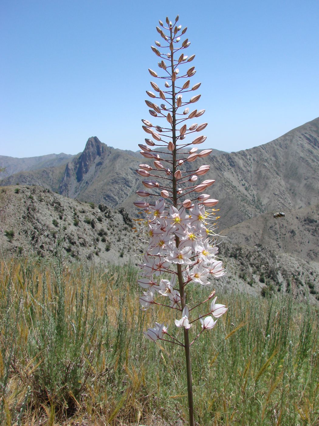 Изображение особи Eremurus olgae.