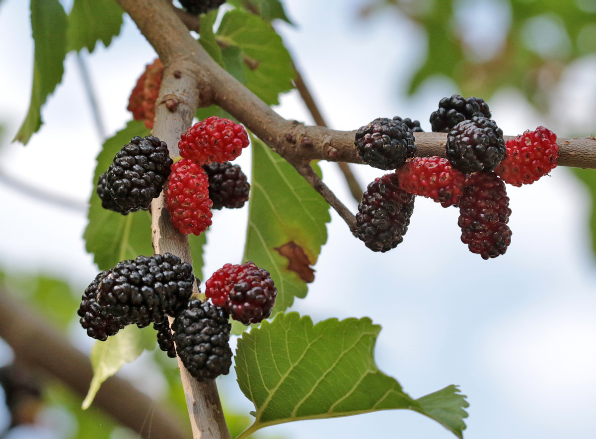 Изображение особи Morus alba.