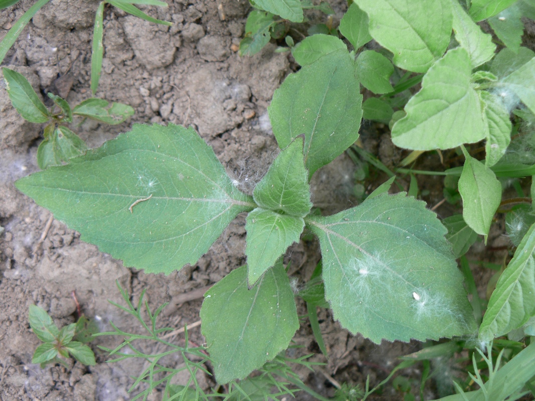 Image of Sigesbeckia orientalis specimen.