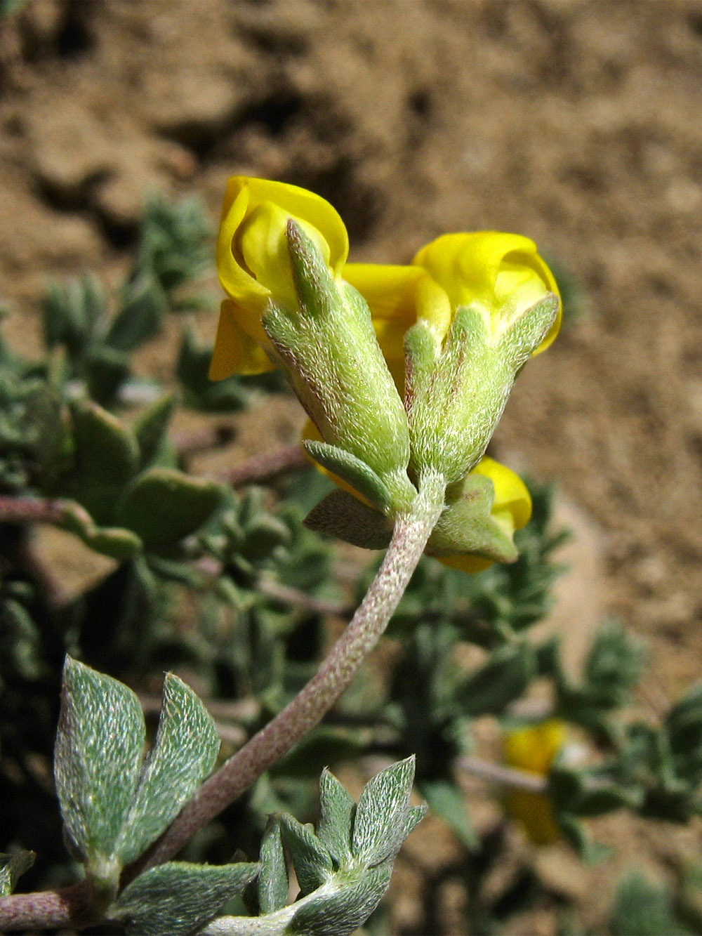 Image of Lotus creticus specimen.