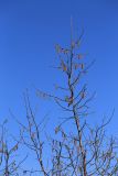 Corylus mandshurica