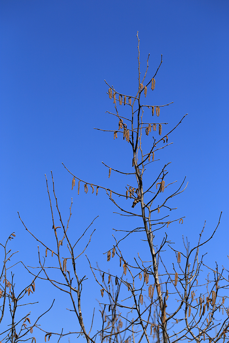 Изображение особи Corylus mandshurica.