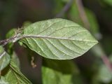 Image of taxon representative. Author is Татьяна Мальчинская