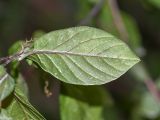 Cobaea scandens