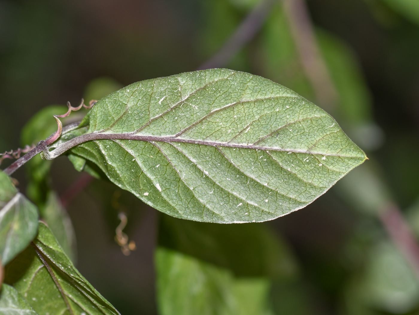 Image of Cobaea scandens specimen.