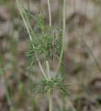 Veronica jacquinii