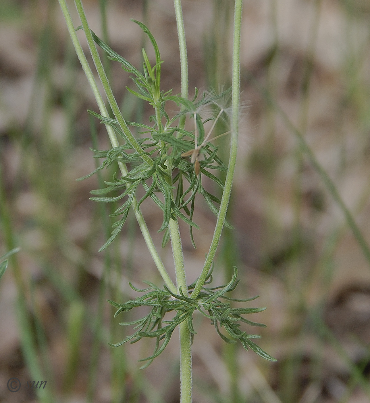 Image of Veronica jacquinii specimen.