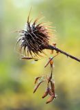 Geum urbanum