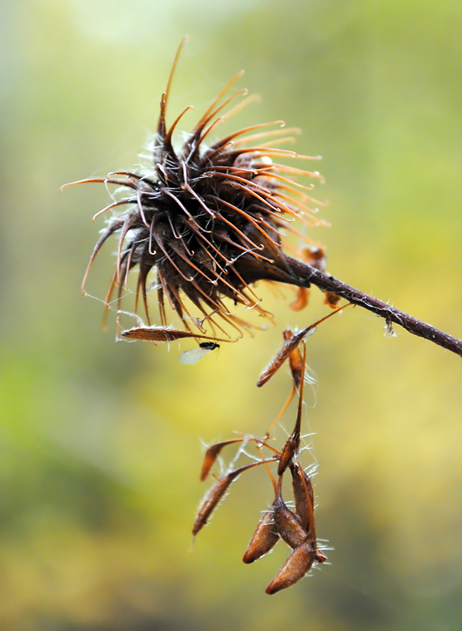 Image of Geum urbanum specimen.